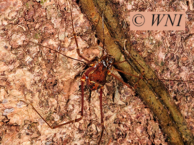 Santinezia serratotibialis (Cranaidae, Opiliones)